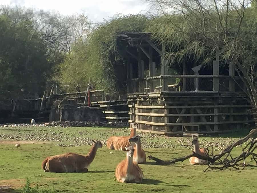 Buenos Aires: Bioparque Temaiken with Transfers - Key highlights that make this trip worth your day