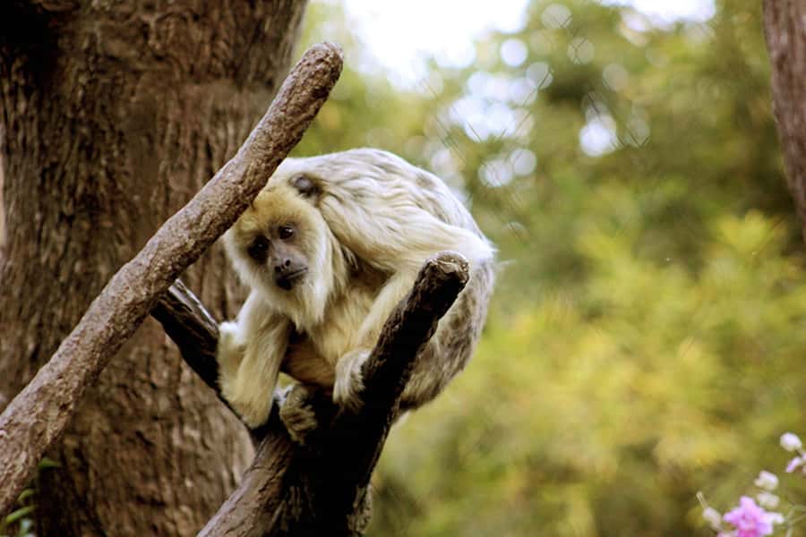 Buenos Aires: Bioparque Temaiken with Transfers - What’s included, what’s not, and how that affects your day