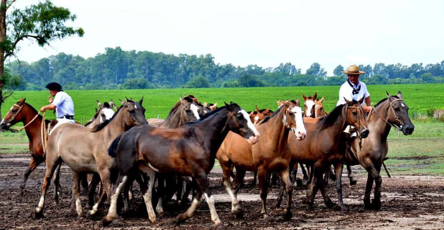 Buenos Aires: Santa Susana Ranch Day Tour, BBQ & Shows - Mate Cocido and the Afternoon Snack You’ll Appreciate