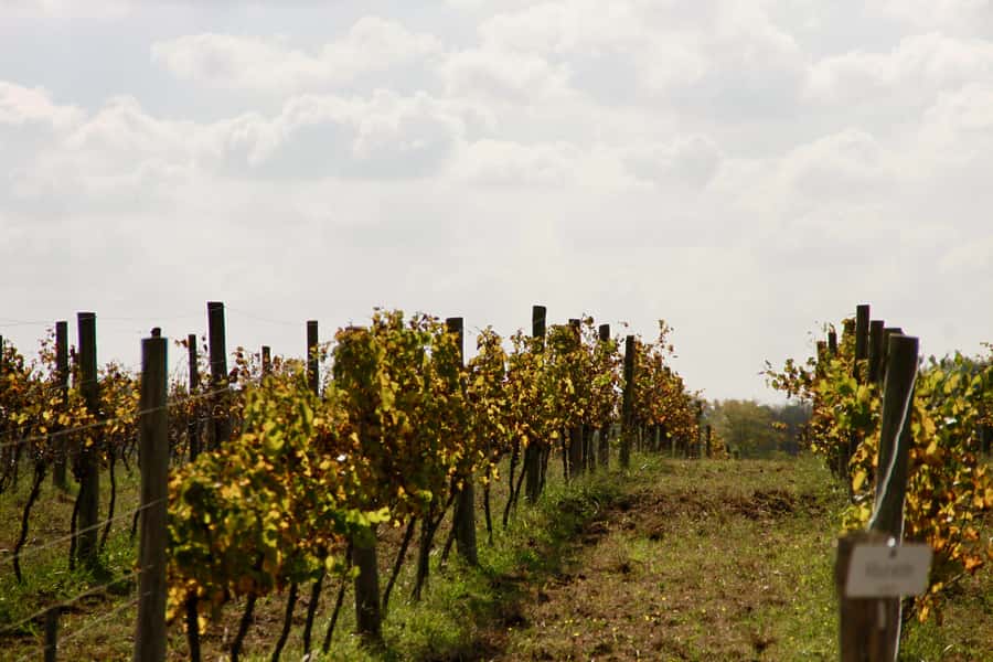 Buenos Aires: Wine Tasting and Lunch at Bodega Gamboa - Who This Wine Tasting Tour Is Best For (and Who Should Rethink)
