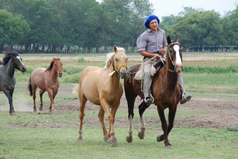 From Buenos Aires: Estancia Don Silvano Tour with Lunch. - Price and value: $165 for 8 hours of food plus culture