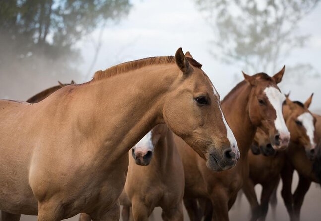 Gaucho Experience: A Day Trip to Don Silvano Ranch - Key Highlights Worth Knowing Before You Go