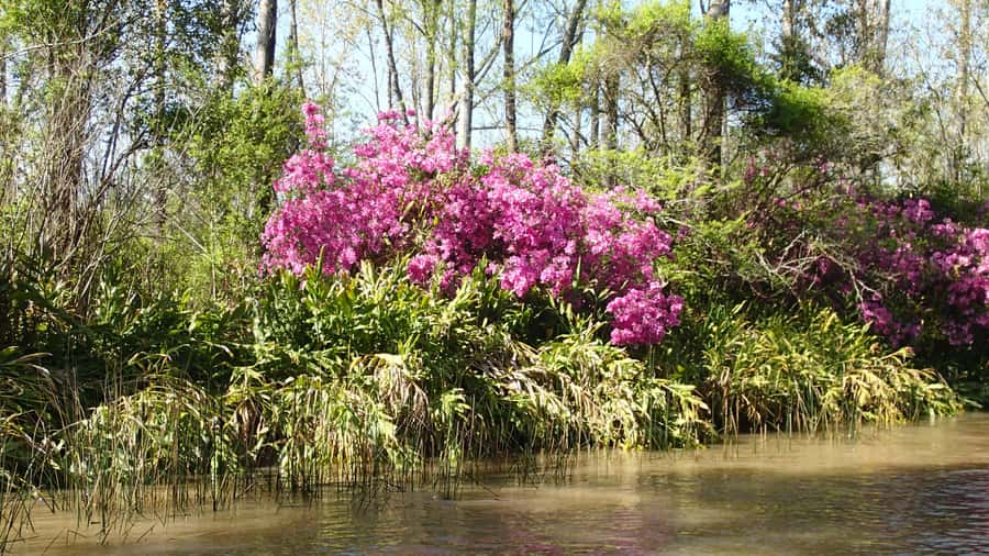 Navigation in Delta of Tigre - Exclusive semi private tour - What you’ll spot: birds, animals, and plant life in detail